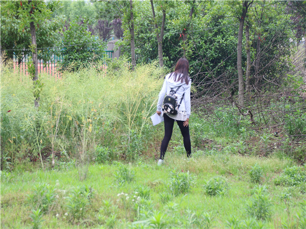 碧水湖畔寻中药 望闻问尝识药名