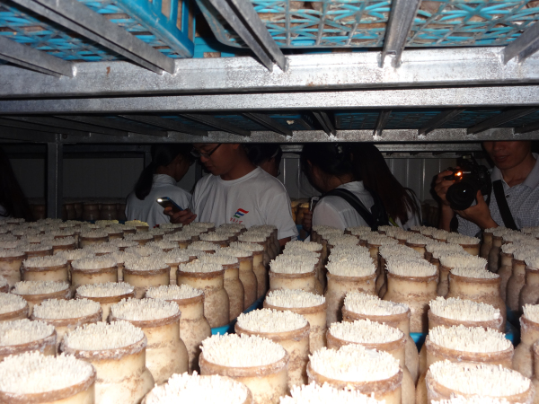 探访菌菇生产线，促生学子求知欲——记伟德victor1946药学院科研团赴扬州丰园菌业考察之行